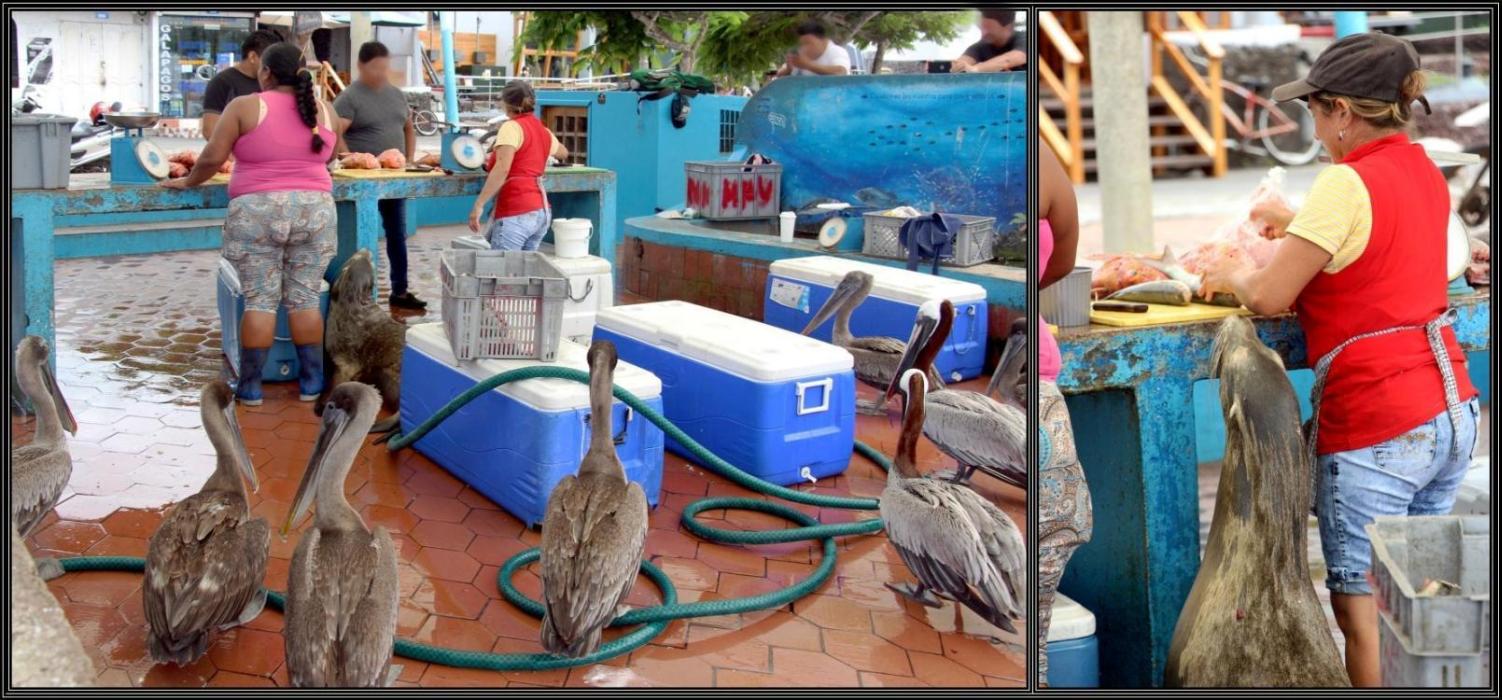 Die Schlacht am Fischmarkt