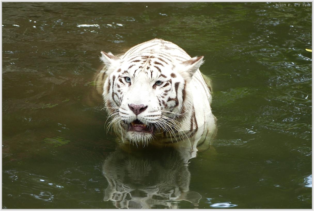Der weiße Tiger im Zoo...