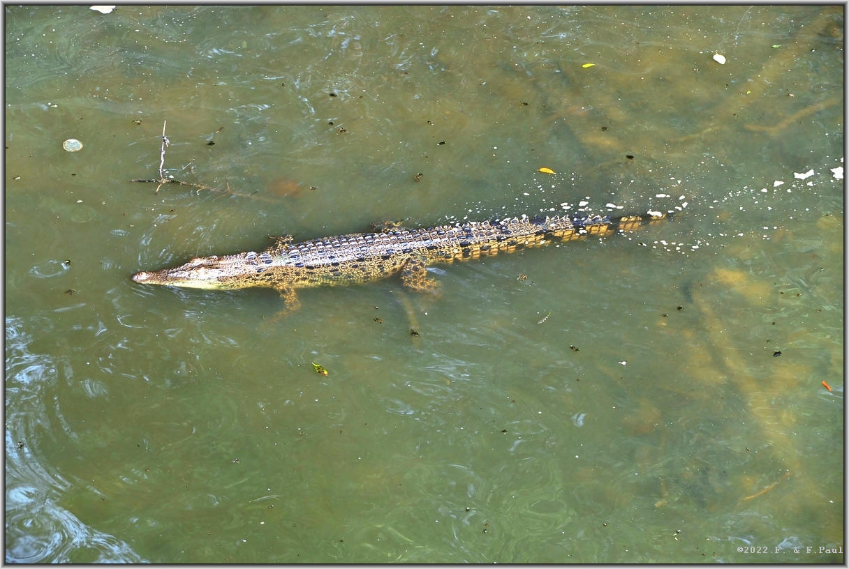 Salzwasserkrokodil
