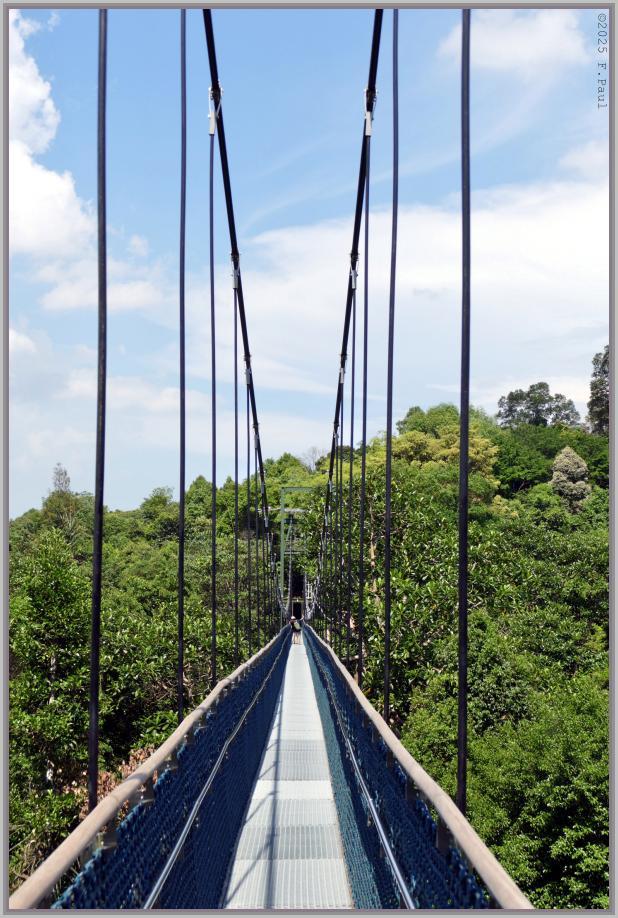 Tree Top Walk