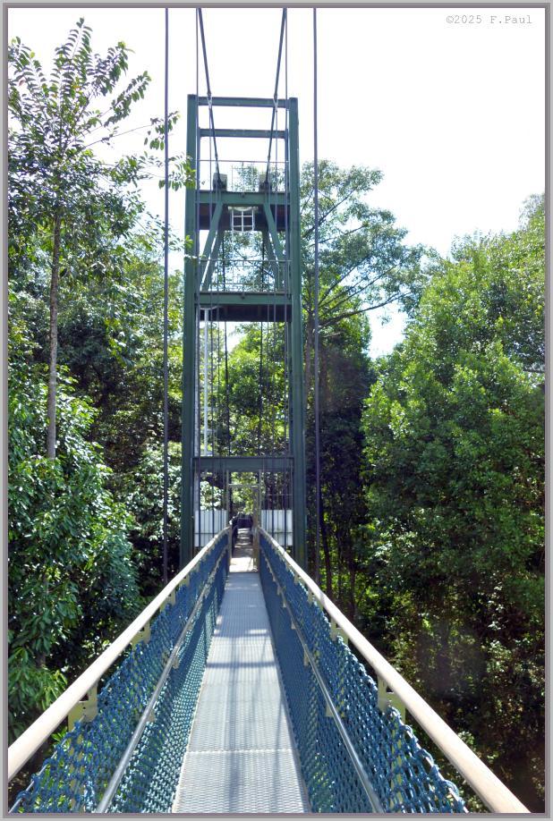 Tree Top Walk