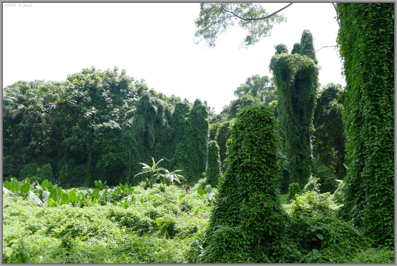 Avatar Trail