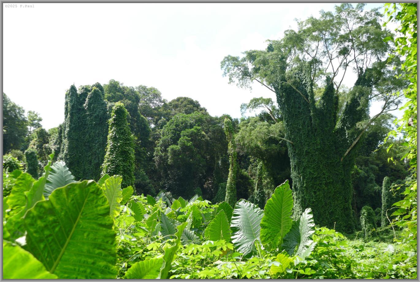 Avatar Trail