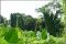 Bukit Brown